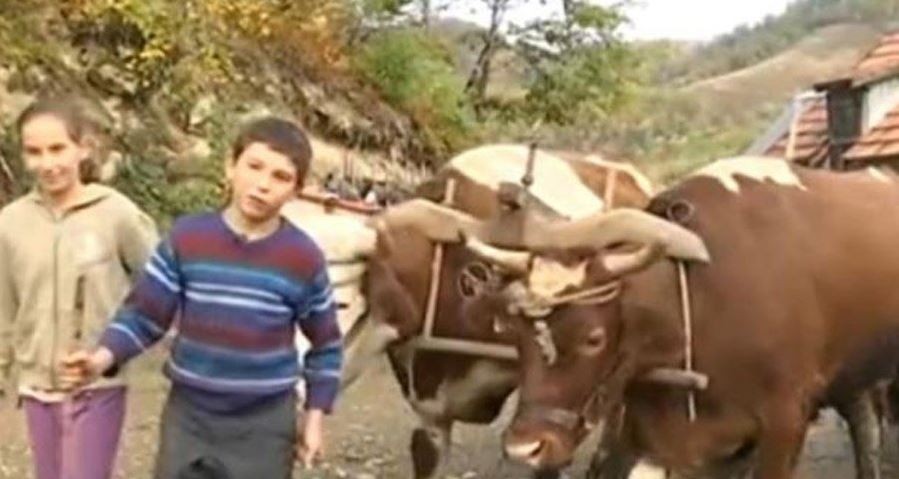 Стануваат во 7:30 за да им помогнат на родителите: 13 - годишните близнаци Милица и Милан живеат на планина