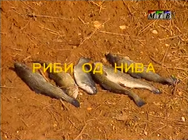Потсетување на животните лекции од приказните: „Риби од нива“