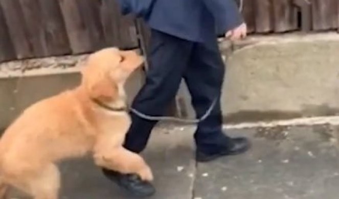 УРНЕБЕСНО ВИДЕО: Момче тргна во училиште, но неговото куче се одлучи да го спречи
