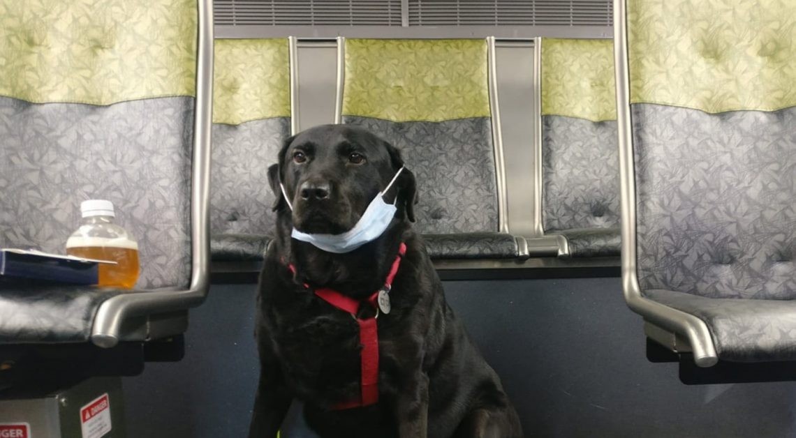 Лабрадор секој ден сам се вози во автобус: Луѓето се разненија кога дознаа каде оди