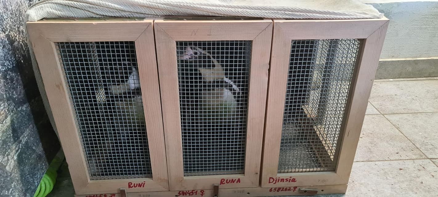 Конечно пристигнаа: Пингвини од Русија се новите жители во Скопје ЗОО