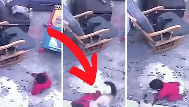 Херој на денот: Мачка спаси бебе да не падне по скали