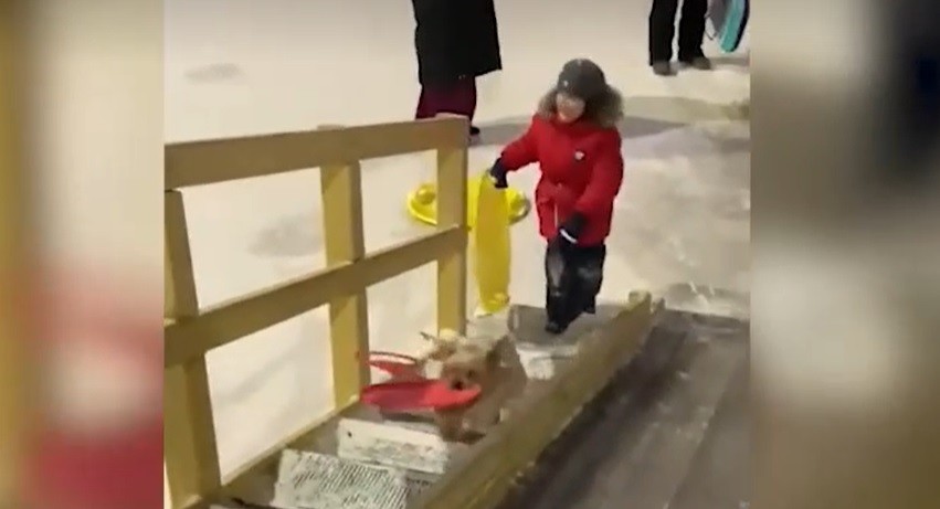 Видео во кое Балканот се заљуби: Додека децата се санкаат, тој стана најголем хит