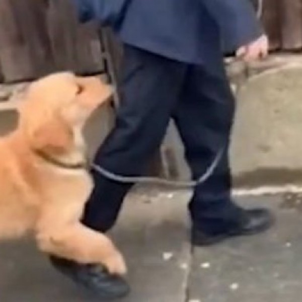 УРНЕБЕСНО ВИДЕО: Момче тргна во училиште, но неговото куче се одлучи да го спречи
