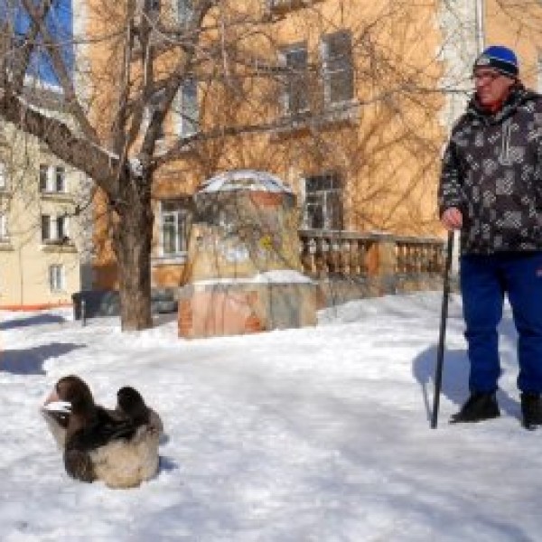 Не се грижи, за него тоа е супер: Некој шета кучиња и мачки, тој две гуски