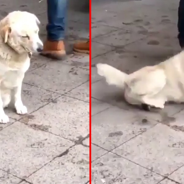Дали и вие се чувствувате вака секое утро? Куче не може да одржи рамнотежа од што му се спие