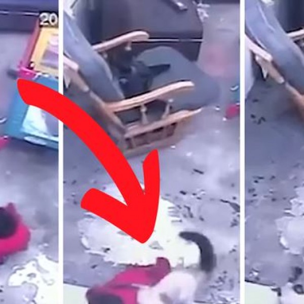Херој на денот: Мачка спаси бебе да не падне по скали