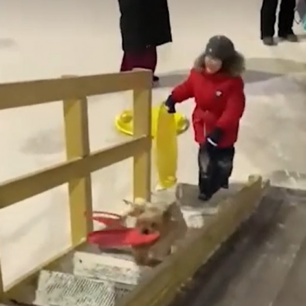 Видео во кое Балканот се заљуби: Додека децата се санкаат, тој стана најголем хит