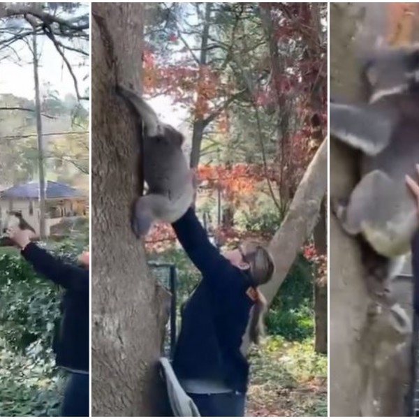 Видео кое ги воодушеви сите: Мала коала успешно вратена во прегратките на мајка ѝ, откако паднала од стебло
