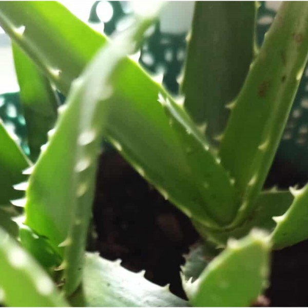 Оваа билка како ласер ги брише сите лузни, изгореници и стрии, а кожата се подмалдува: Вистински дар е од природата