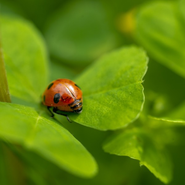Дали знаете што значи кога бубамара ќе слета на вас: Се верува дека…